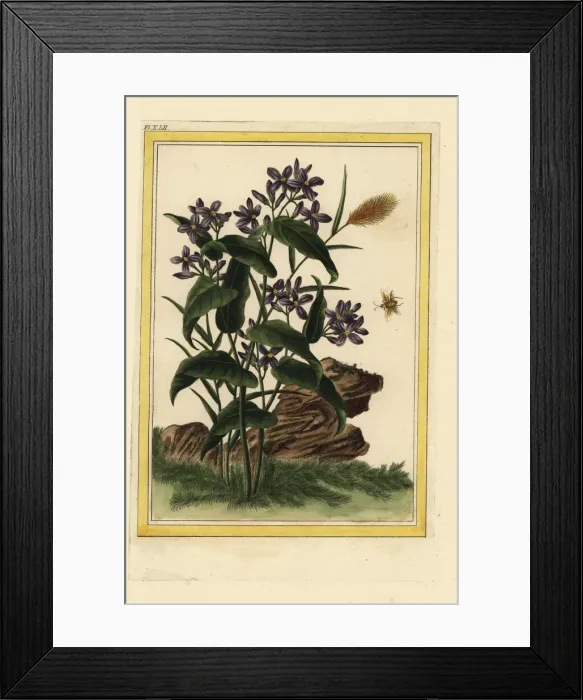Framed Print : Chinese honesty, Lunaria annua Framed Print : Chinese honesty, Lunaria annua