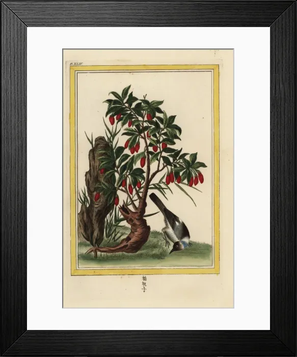 Framed Print : Chili pepper, Capsicum annuum Framed Print : Chili pepper, Capsicum annuum