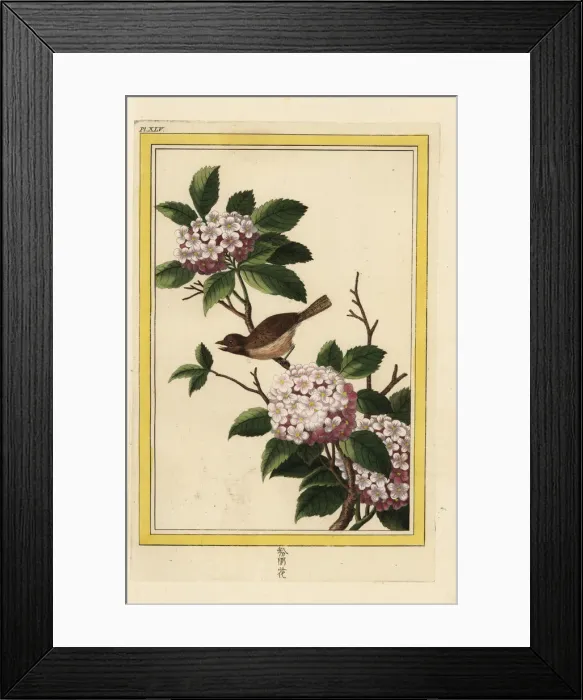 Framed Print : Guelder-rose or snowball tree, Viburnum opulus Framed Print : Guelder-rose or snowball tree, Viburnum opulus