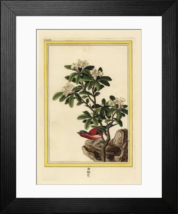 Framed Print : Chinese pear tree in blossom, Pyrus pyrifolia Framed Print : Chinese pear tree in blossom, Pyrus pyrifolia
