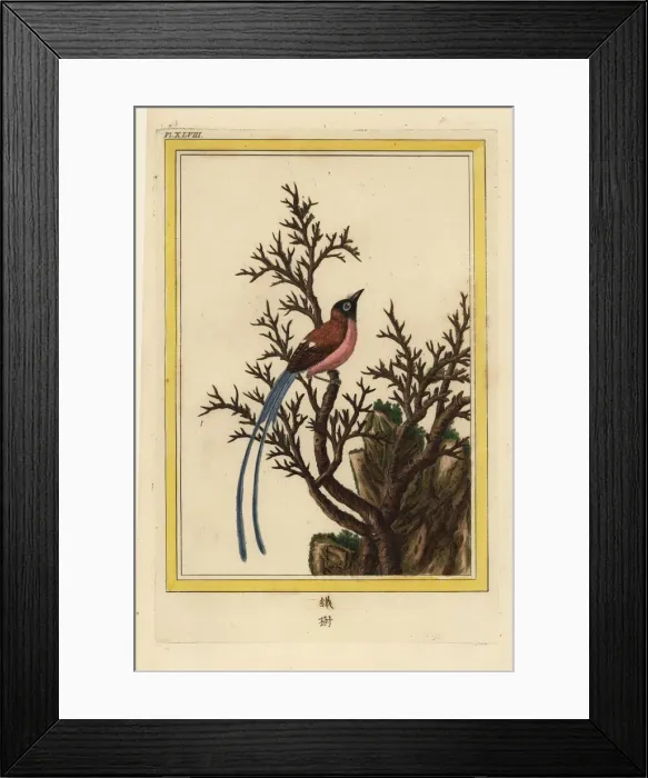 Framed Print : Un Arbre sans feuilles Framed Print : Un Arbre sans feuilles