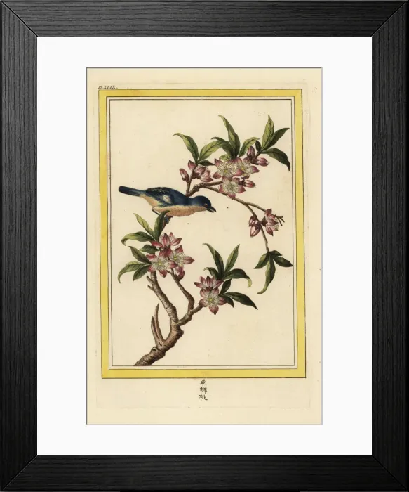Framed Print : Peach blossom, Prunus persica Framed Print : Peach blossom, Prunus persica