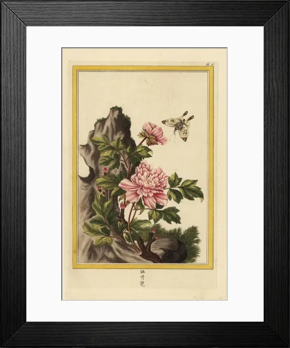 Framed Print : Moutan peony, Paeonia officinalis Framed Print : Moutan peony, Paeonia officinalis