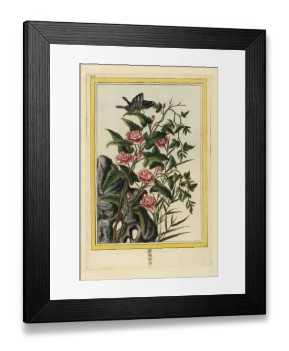Framed Print : Le Liseron rouge a fleurs doubles Framed Print : Le Liseron rouge a fleurs doubles