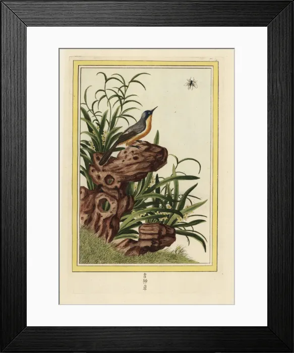 Framed Print : Dwarf daffodil, Narcissus species Framed Print : Dwarf daffodil, Narcissus species
