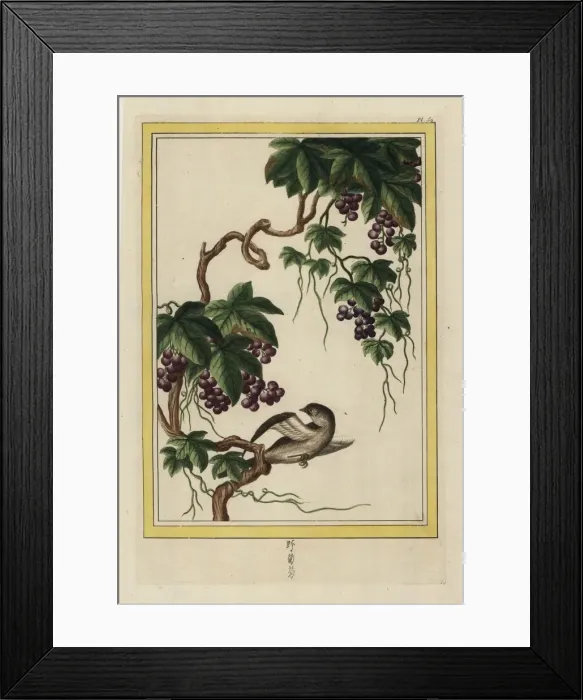 Framed Print : Grapevine, Vitis vinifera Framed Print : Grapevine, Vitis vinifera