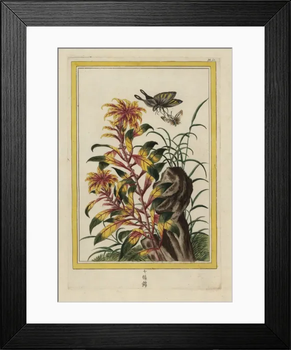 Framed Print : Edible amaranth, Amaranthus tricolor Framed Print : Edible amaranth, Amaranthus tricolor