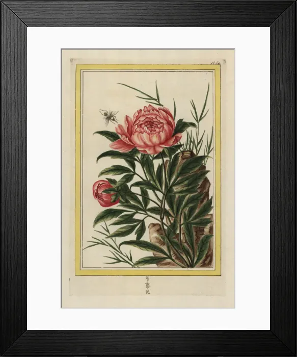 Framed Print : Common peony, Paeonia officinalis Framed Print : Common peony, Paeonia officinalis