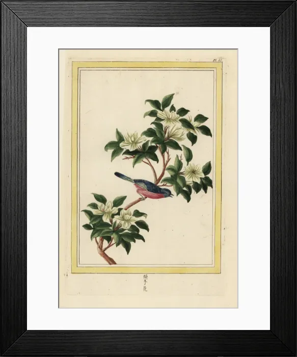 Framed Print : Chinese pear tree in blossom, Pyrus pyrifolia Framed Print : Chinese pear tree in blossom, Pyrus pyrifolia