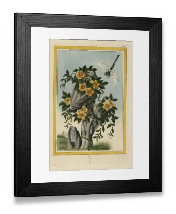 Framed Print : Yellow-flowered ladys nightcap, Bonamia species Framed Print : Yellow-flowered ladys nightcap, Bonamia species