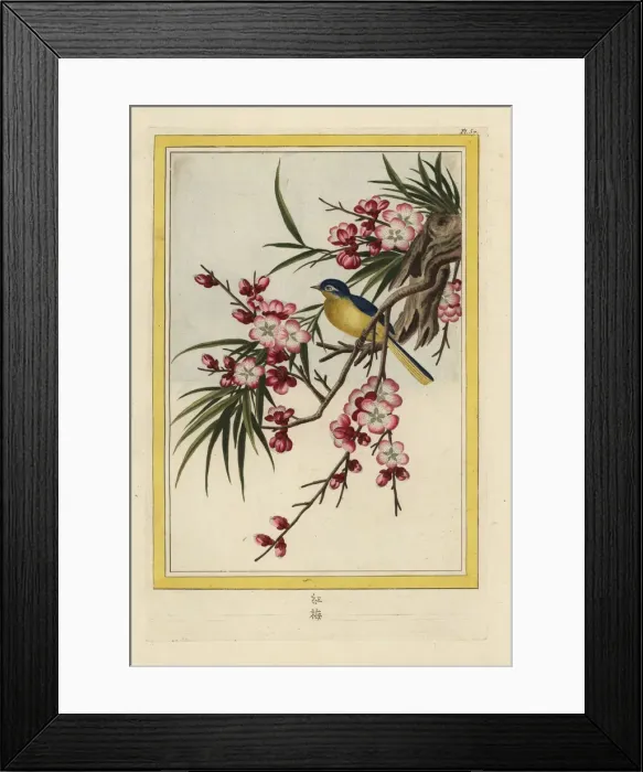 Framed Print : Peach blossom, Prunus persica Framed Print : Peach blossom, Prunus persica