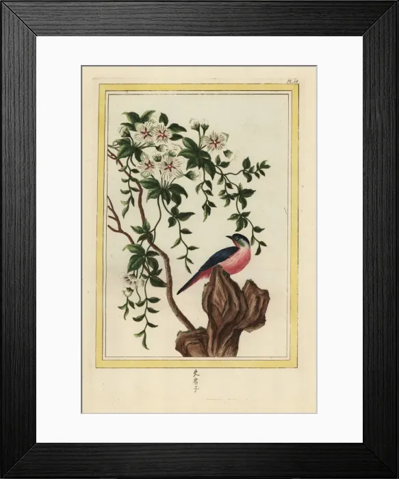 Framed Print : White-flowered ladys nightcap, Bonamia species Framed Print : White-flowered ladys nightcap, Bonamia species