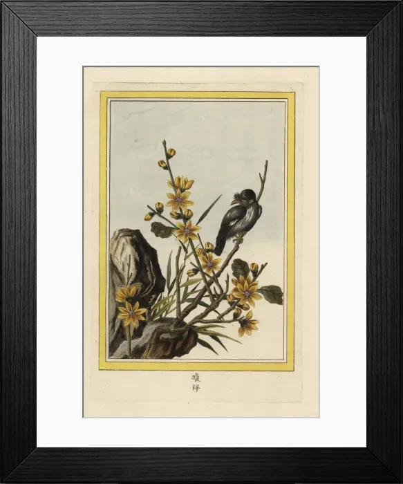 Framed Print : Wintersweet or Japanese allspice, Chimonanthus praecox Framed Print : Wintersweet or Japanese allspice, Chimonanthus praecox