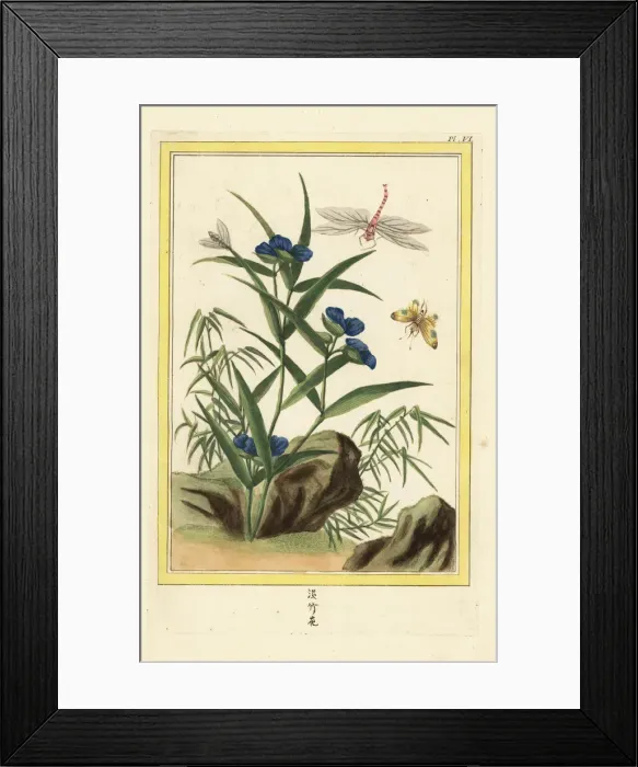Framed Print : Climbing dayflower, Commelina diffusa Framed Print : Climbing dayflower, Commelina diffusa