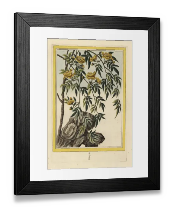 Framed Print : Chinese jasmine with double yellow flowers Framed Print : Chinese jasmine with double yellow flowers