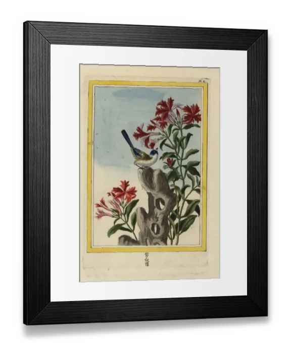 Framed Print : Catchfly species, Lychnis senno Framed Print : Catchfly species, Lychnis senno