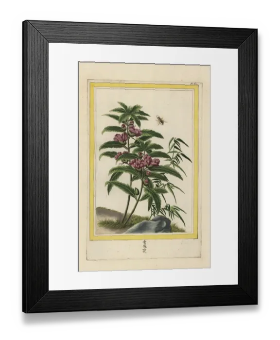 Framed Print : Himalayan jewelweed, Impatiens glandulifera Framed Print : Himalayan jewelweed, Impatiens glandulifera