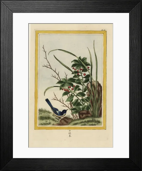 Framed Print : Marlberry, Ardisia japonica Framed Print : Marlberry, Ardisia japonica