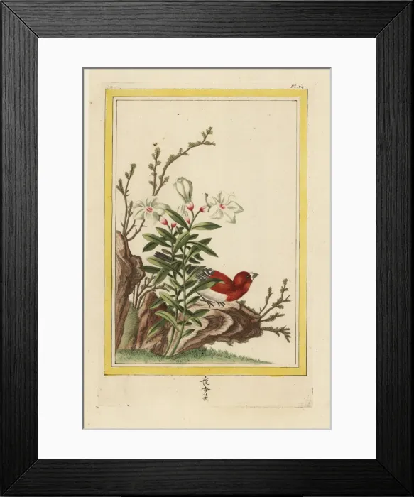 Framed Print : Chinese magnolia or dwarf magnolia, Magnolia nana Framed Print : Chinese magnolia or dwarf magnolia, Magnolia nana