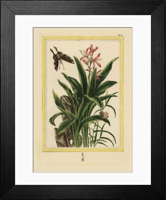 Framed Print : Indian shot, Canna indica Framed Print : Indian shot, Canna indica