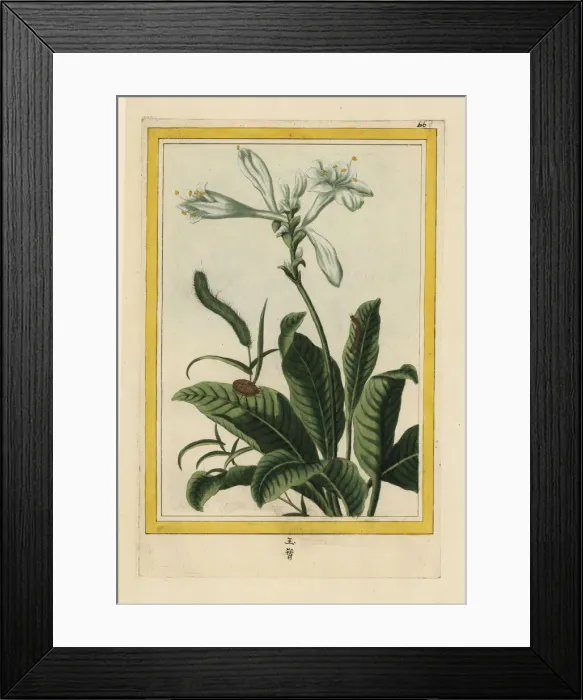 Framed Print : Chinese tuberose, Polianthes tuberosa Framed Print : Chinese tuberose, Polianthes tuberosa