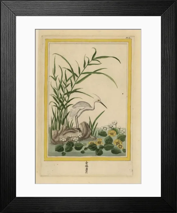 Framed Print : Water crowfoot, Ranunculus species Framed Print : Water crowfoot, Ranunculus species