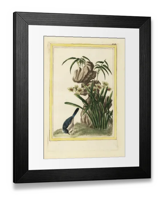 Framed Print : Chinese daffodil, Narcissus tazetta Framed Print : Chinese daffodil, Narcissus tazetta