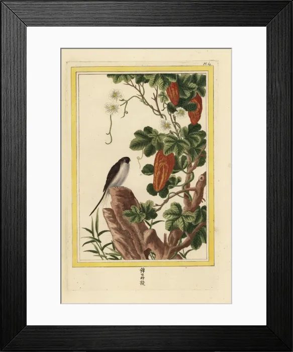 Framed Print : Bitter gourd or bitter melon, Momordica charantia Framed Print : Bitter gourd or bitter melon, Momordica charantia