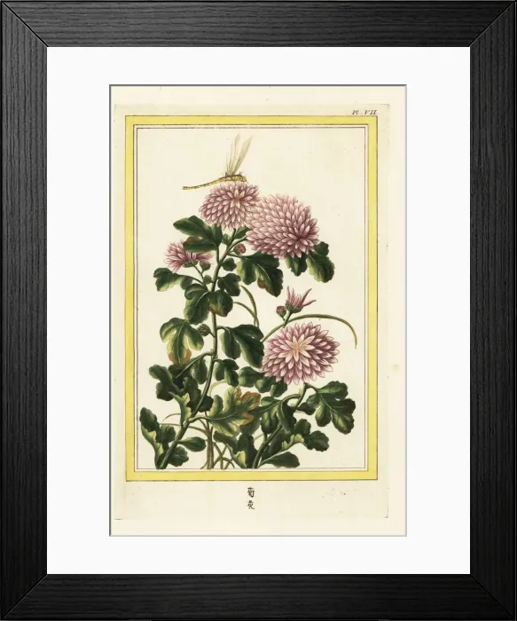 Framed Print : Chrysanthemum indicum with dragonfly Framed Print : Chrysanthemum indicum with dragonfly