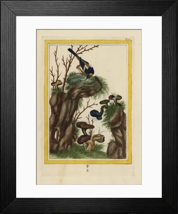 Framed Print : Differentes especes de Champignons Framed Print : Differentes especes de Champignons