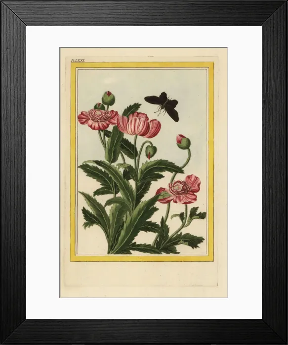 Framed Print : Le Pavot a fleurs doubles Framed Print : Le Pavot a fleurs doubles
