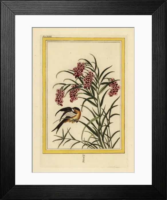 Framed Print : Chinese knotweed, Persicaria species Framed Print : Chinese knotweed, Persicaria species