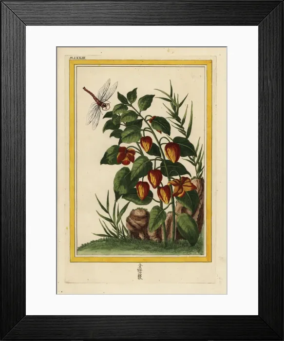 Framed Print : Chinese lantern, Physalis alkekengi Framed Print : Chinese lantern, Physalis alkekengi