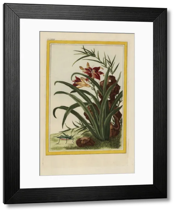 Framed Print : Tiger lily, Lilium lancifolium Framed Print : Tiger lily, Lilium lancifolium