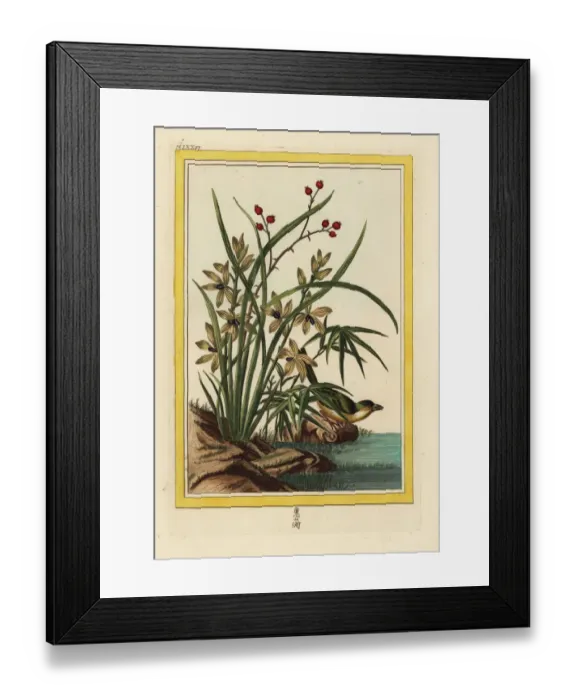 Framed Print : Helleborine orchid, Cephalanthera longifolia Framed Print : Helleborine orchid, Cephalanthera longifolia