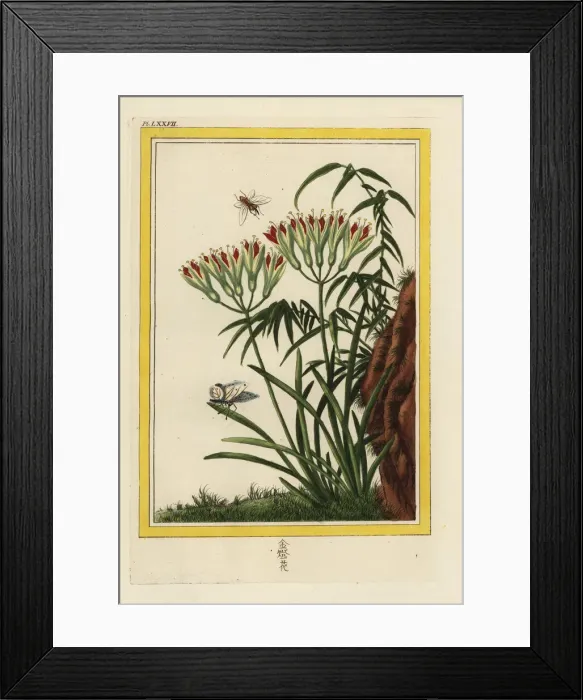 Framed Print : La Louis. Named for Antoine Louis, Secretaire Perpetuel de l Academie Royale de Chirurgie Framed Print : La Louis. Named for Antoine Louis, Secretaire Perpetuel de l Academie Royale de Chirurgie