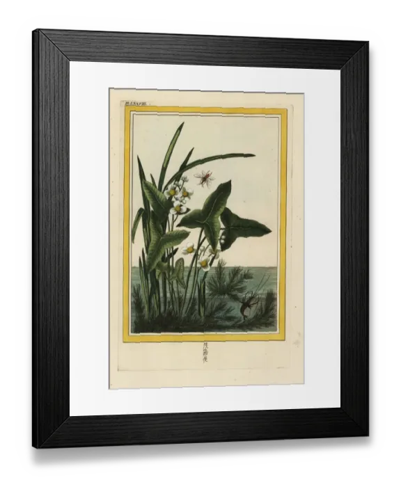 Framed Print : Arrowhead, Sagittaria sagittifolia Framed Print : Arrowhead, Sagittaria sagittifolia