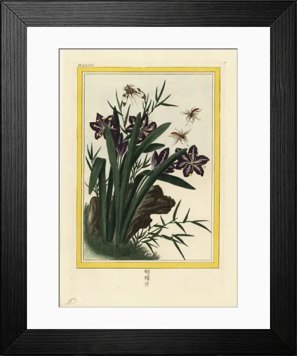 Framed Print : Fringed iris or shaga, Iris japonica Framed Print : Fringed iris or shaga, Iris japonica
