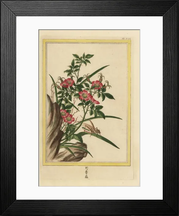 Framed Print : Dog rose, Rosa species Framed Print : Dog rose, Rosa species