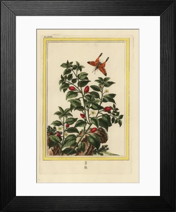 Framed Print : Pepper, Capsicum annuum Framed Print : Pepper, Capsicum annuum