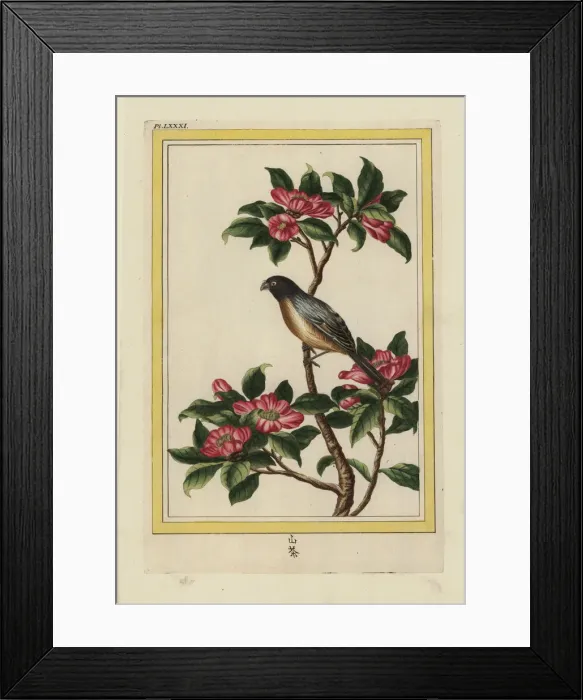 Framed Print : Sasanqua camellia, Camellia sasanqua Framed Print : Sasanqua camellia, Camellia sasanqua