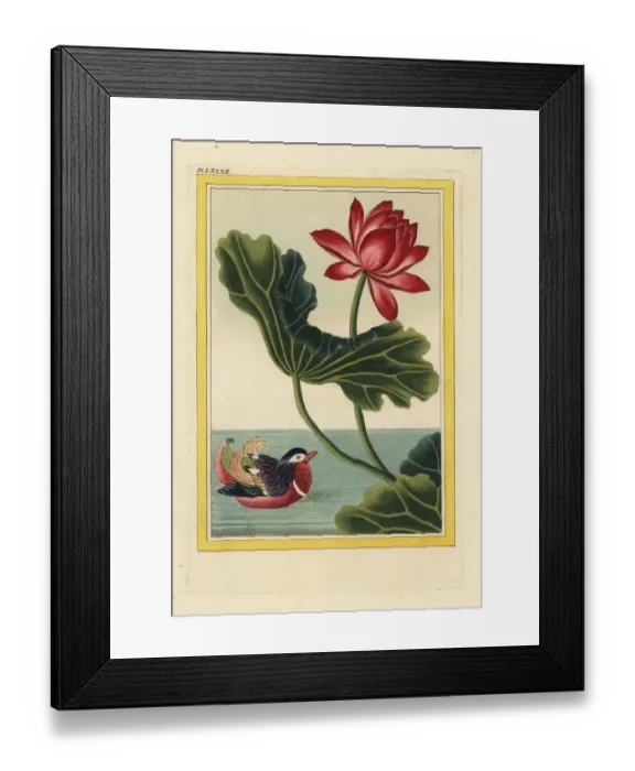 Framed Print : Sacred lotus, Nelumbo nucifera Framed Print : Sacred lotus, Nelumbo nucifera
