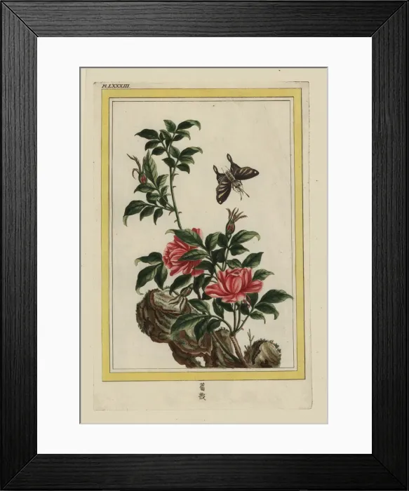 Framed Print : Chinese rose, Rosa species Framed Print : Chinese rose, Rosa species
