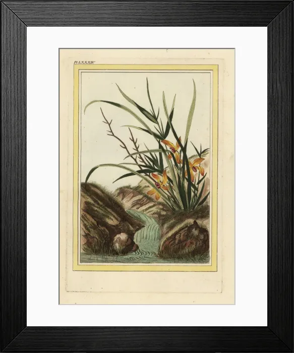 Framed Print : Helleborine orchid, Cephalanthera longifolia Framed Print : Helleborine orchid, Cephalanthera longifolia