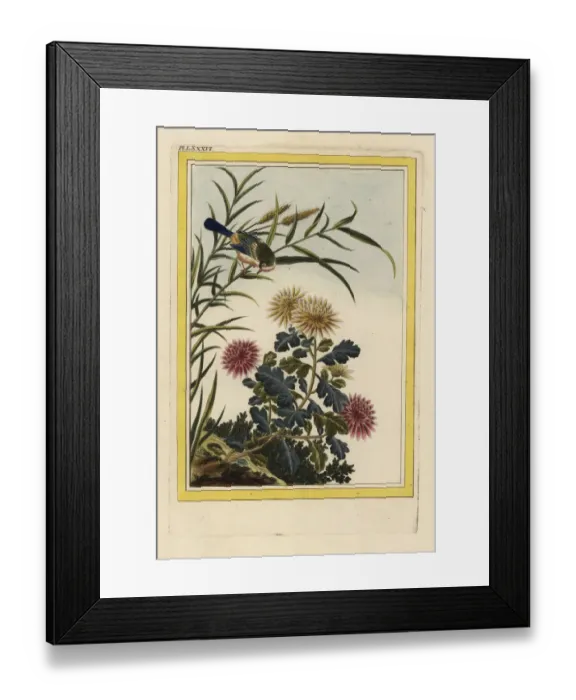 Framed Print : Chrysanthemum indicum Framed Print : Chrysanthemum indicum