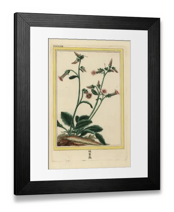 Framed Print : Sheng di huang, Rehmannia glutinosa Framed Print : Sheng di huang, Rehmannia glutinosa