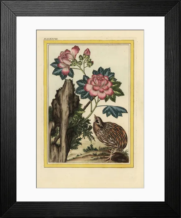 Framed Print : Rose mallow, Hibiscus syriacus Framed Print : Rose mallow, Hibiscus syriacus