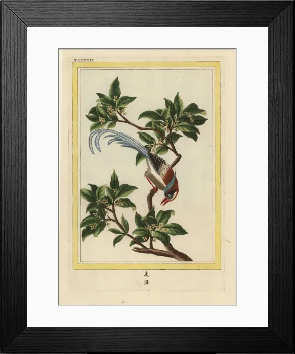 Framed Print : Chinese buckthorn, Frangula alnus Framed Print : Chinese buckthorn, Frangula alnus