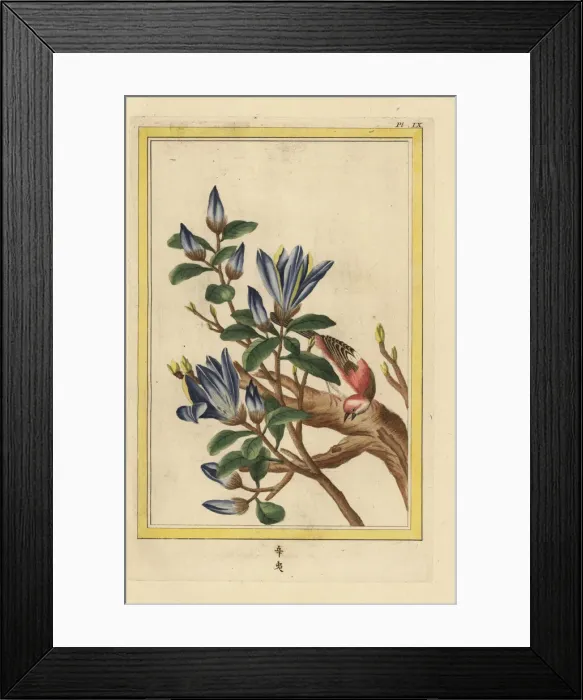 Framed Print : Yulan magnolia or purple magnolia, Magnolia liliiflora Framed Print : Yulan magnolia or purple magnolia, Magnolia liliiflora
