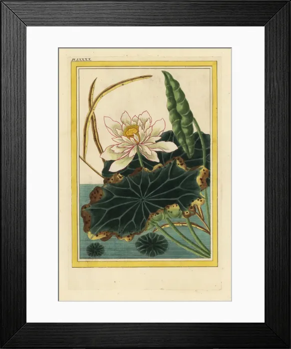 Framed Print : Sacred lotus water lily, Nelumbo nucifera